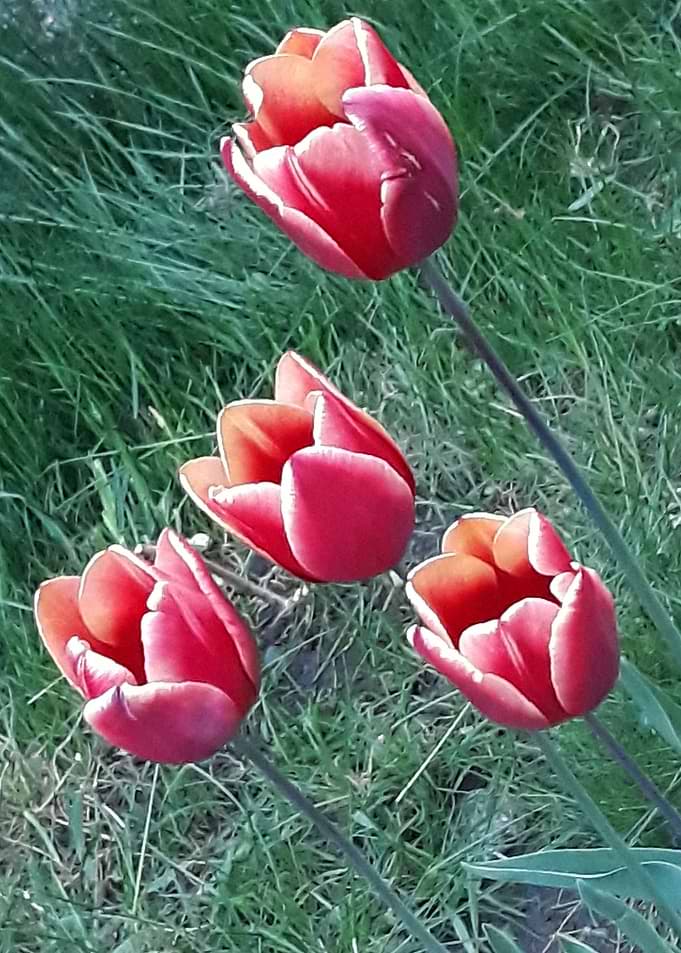 Four tulips