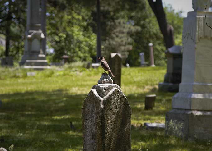Bird in a cemetery