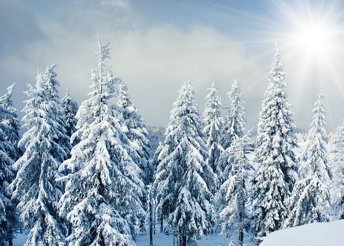 winter landscape