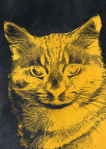 Gold cat