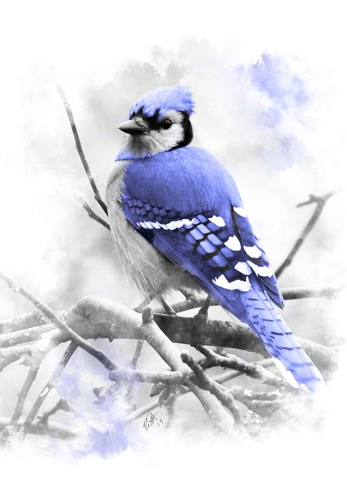 Blue Jay