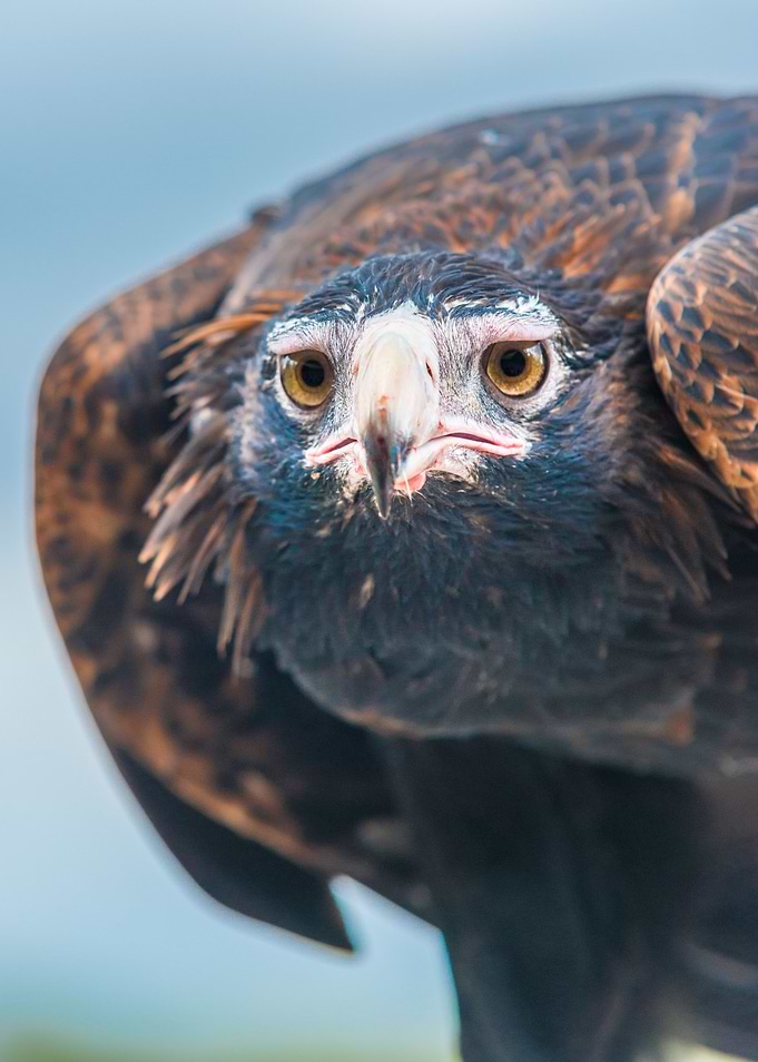 Wedgetail Eagle