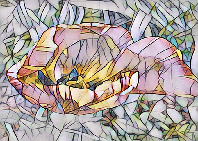 Beautiful Tulip