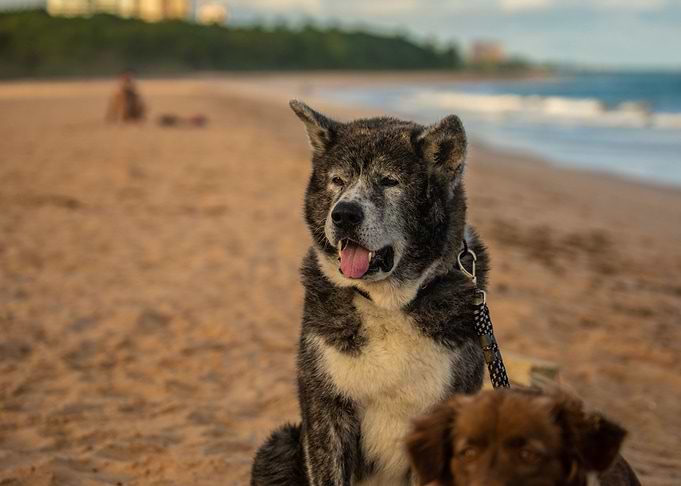 Dog at the beach