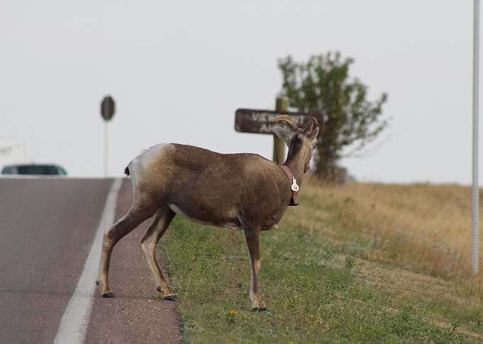 Wild animal in Colorado