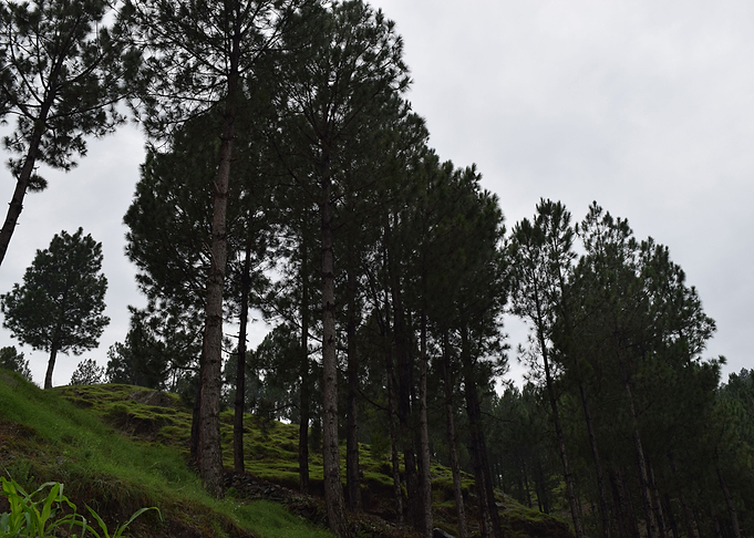 beauty of the forest