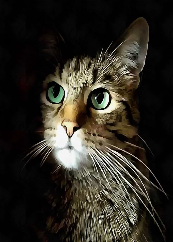 Tabby Cat With Green Eyes
