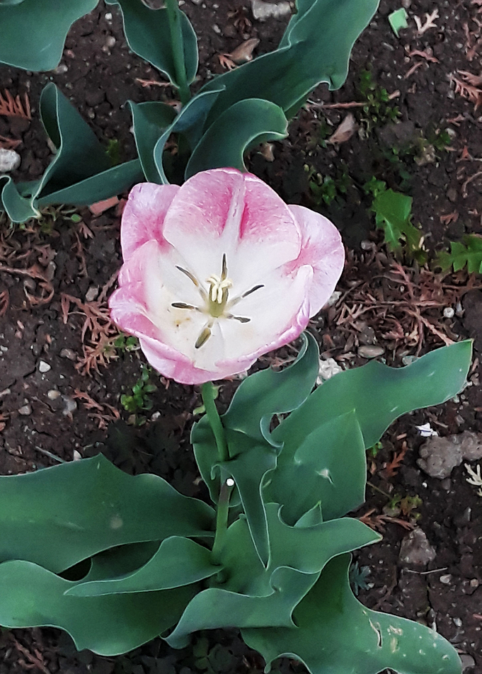 Tulip flower