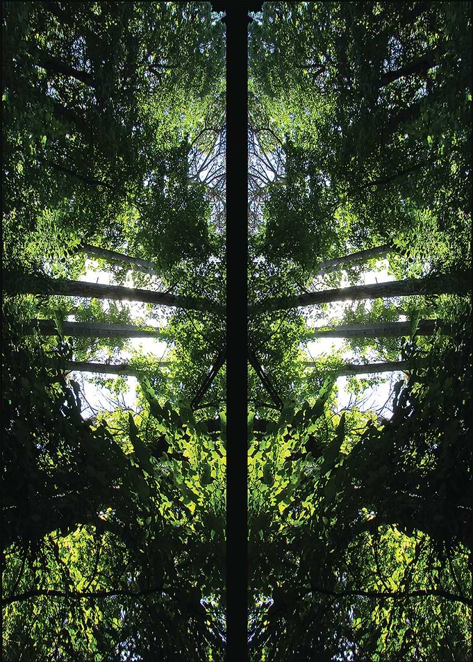 Sun Through the Trees