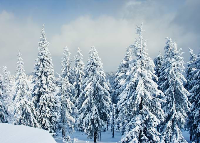 winter landscape