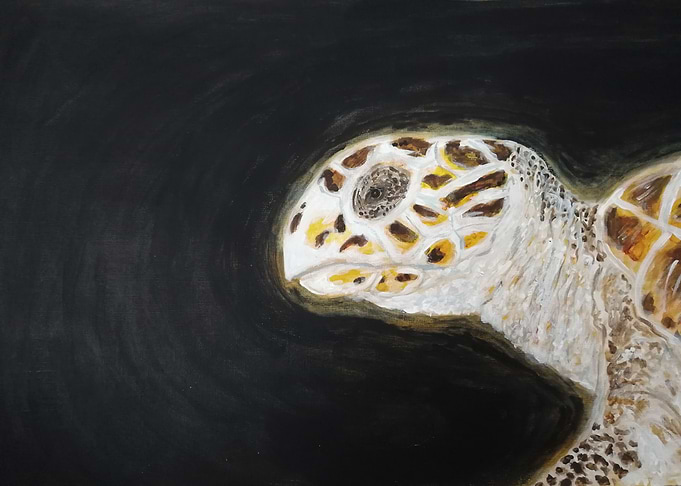 Hawksbill Turtle