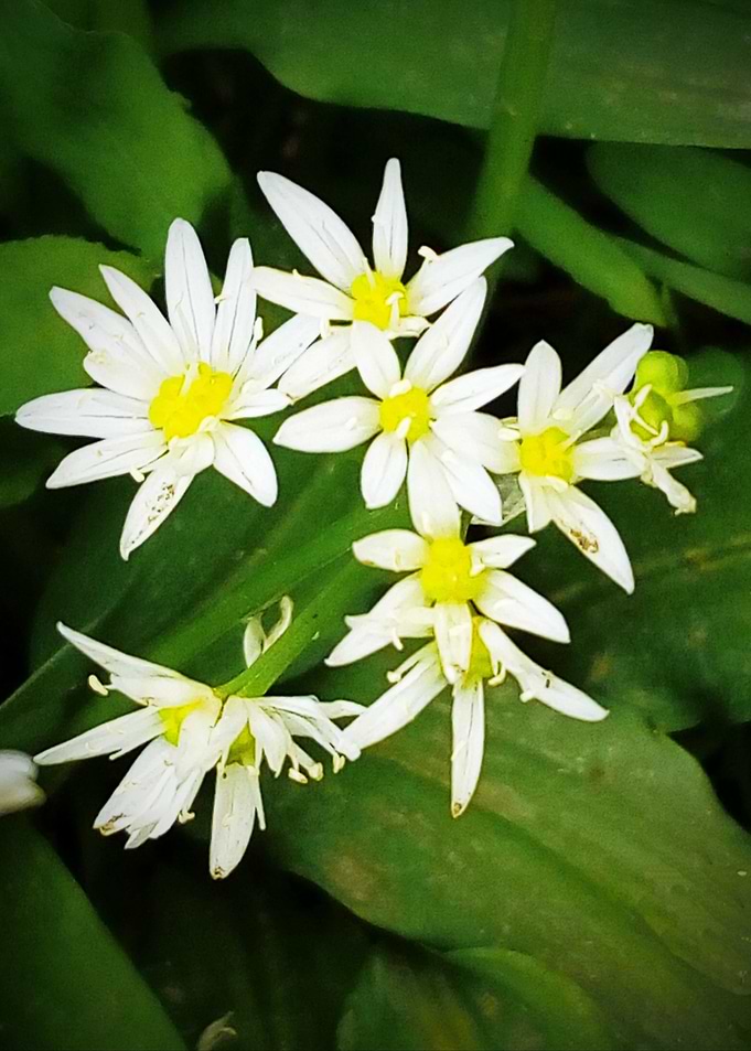 Allium ursinum