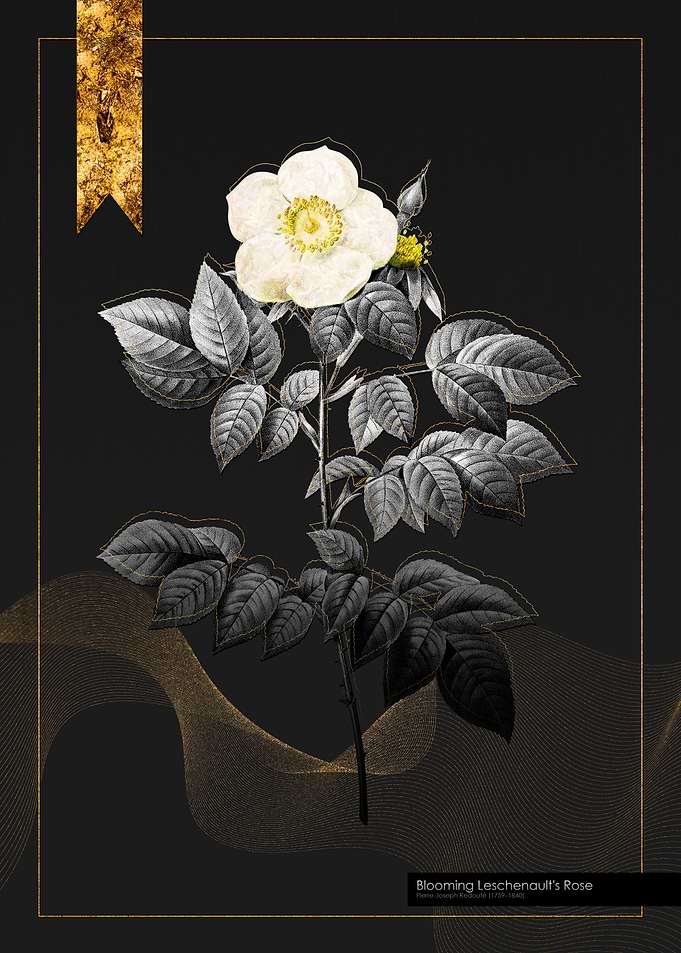 Leschenaults Rose
