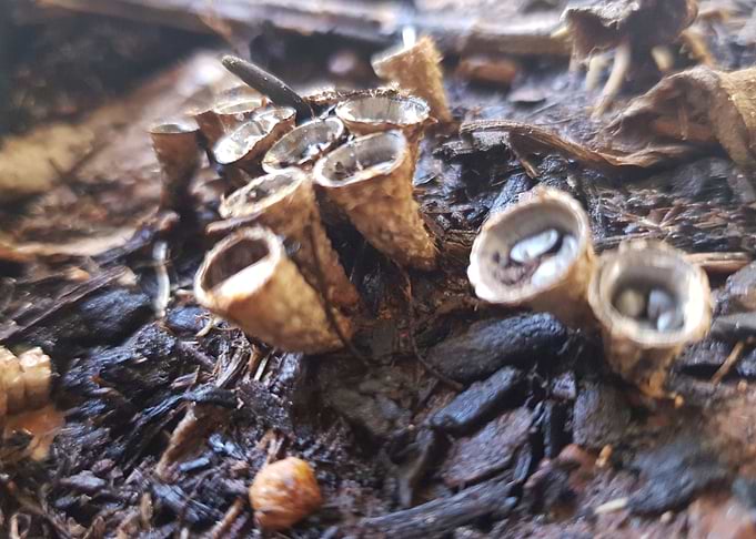 Cone Fungus 2