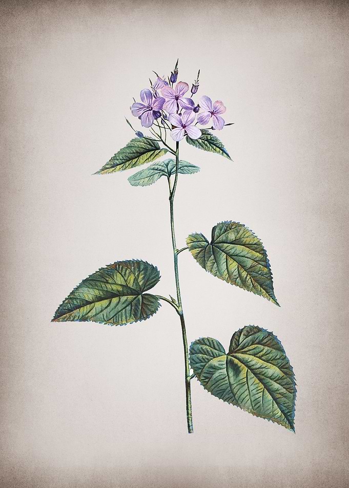 Vintage Morning Glory
