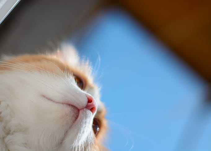 The Cat