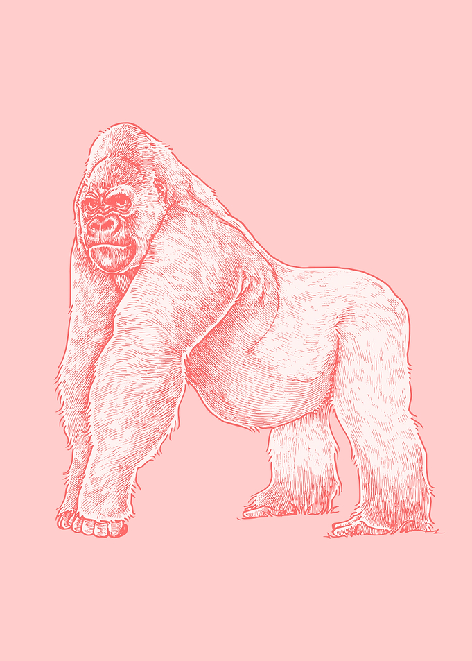 Gorilla