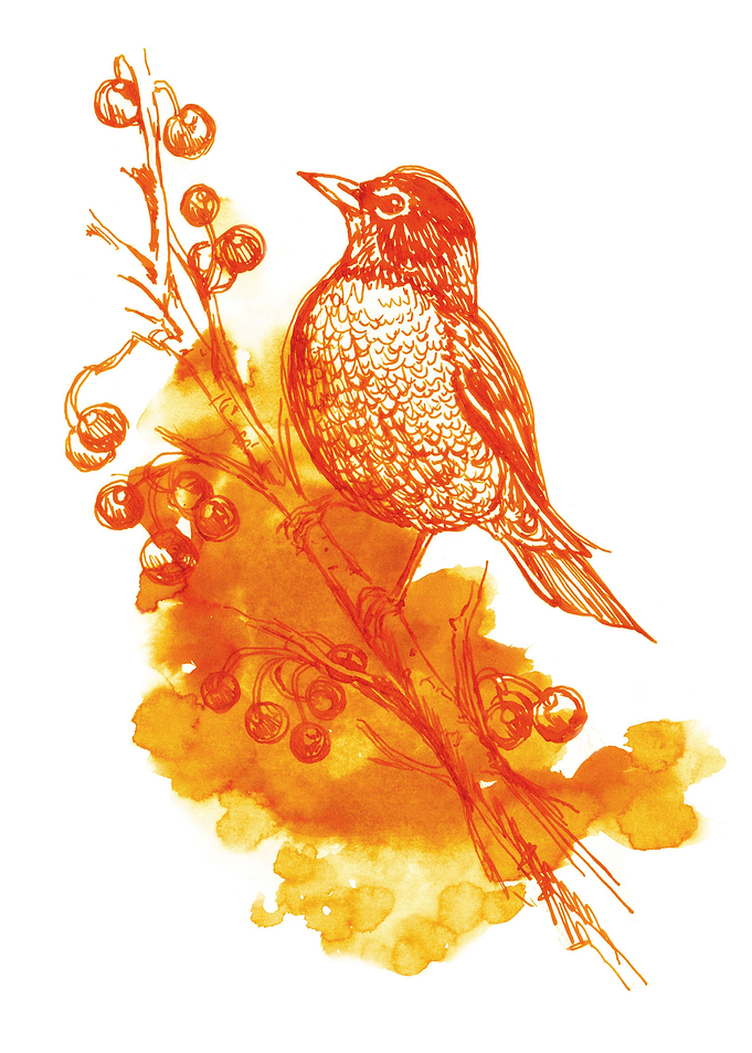 bird and berries in orange