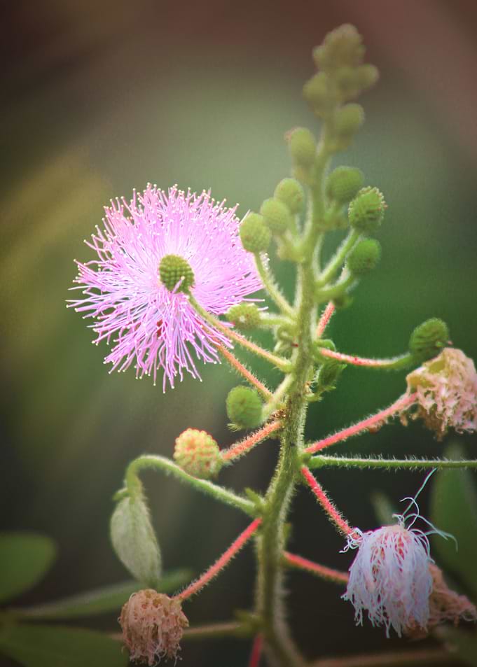 Wild flower
