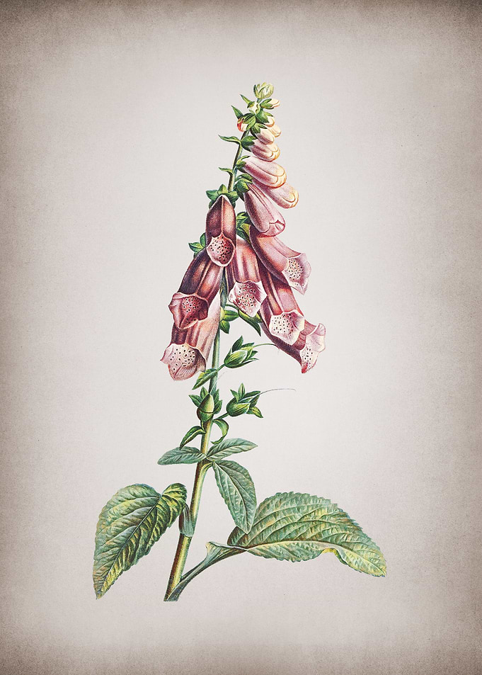 Vintage Pink Foxglove