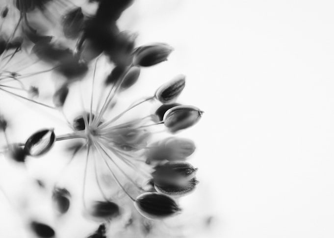 Withe dill