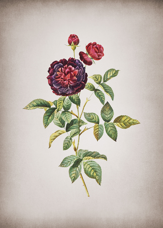 Vintage Hundred Leaf Rose