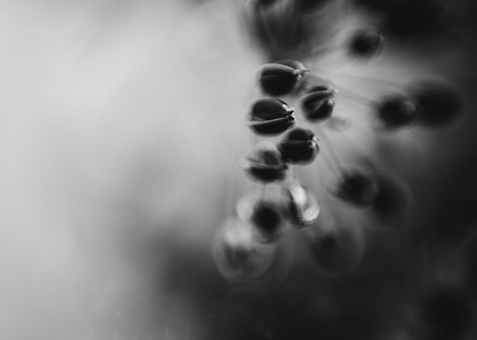 Black dill