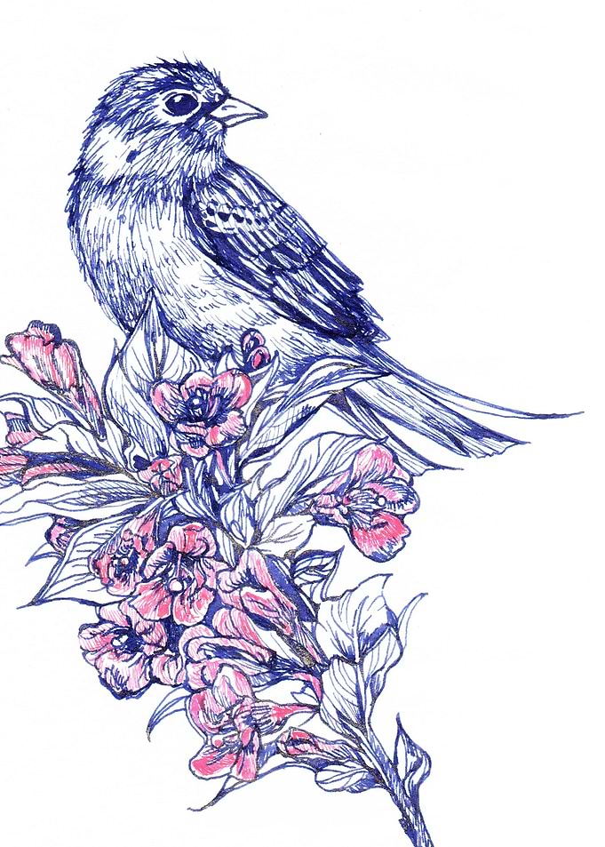 Finch with pink flowers