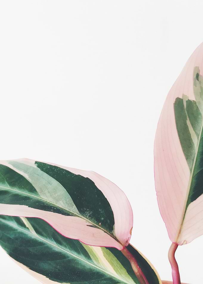 Pink Leaves II