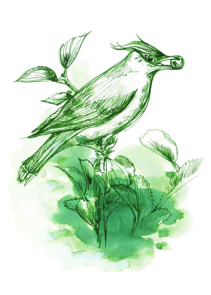 bird and berries in green