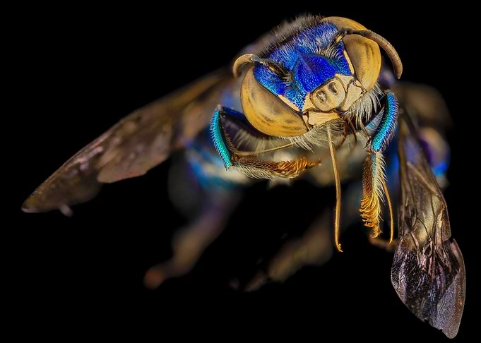 Orchid bee