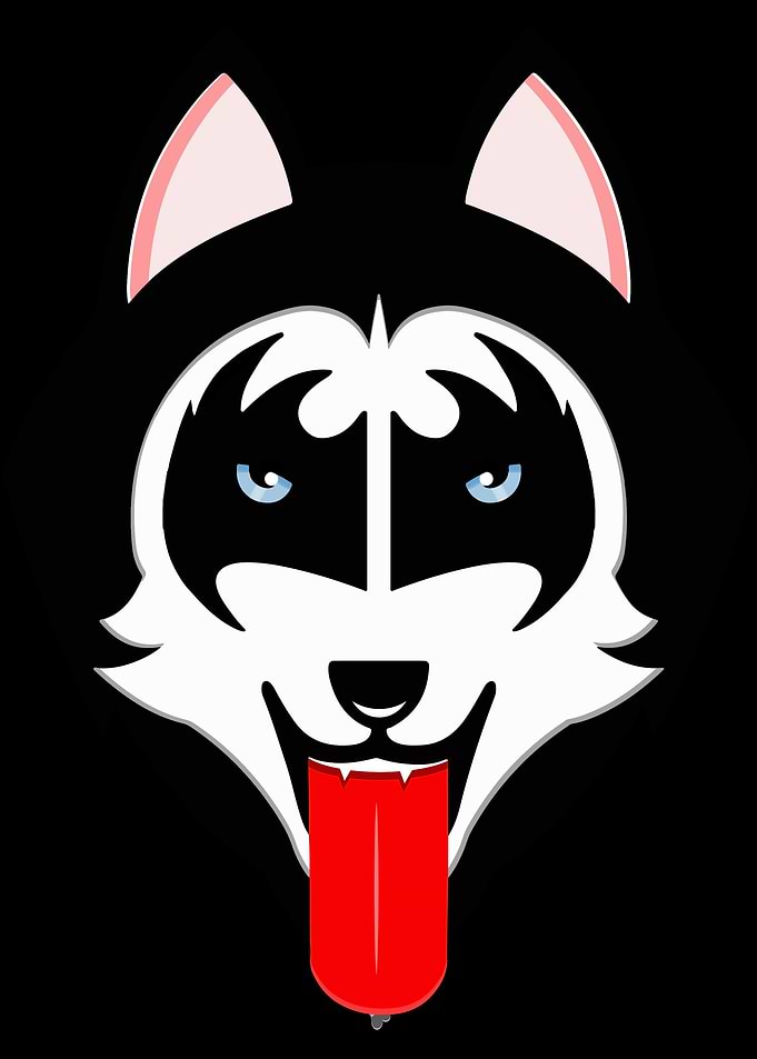 Kiss Husky