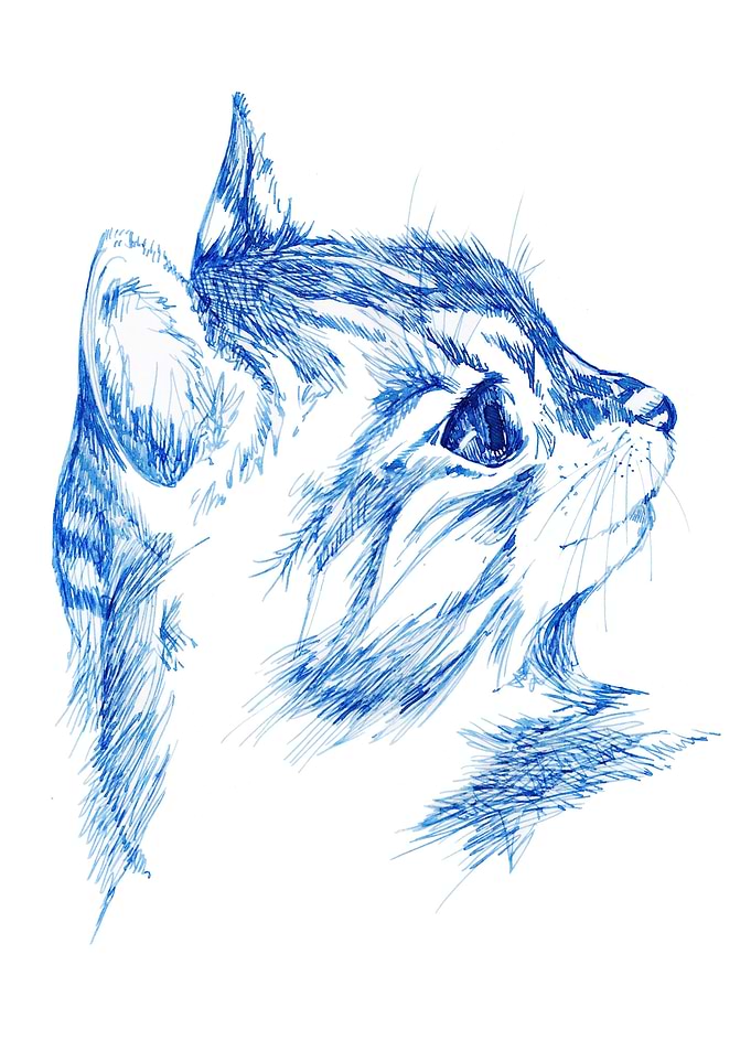 Cat looking into distance
