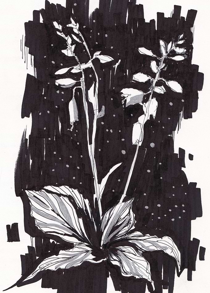 Mystical flowers