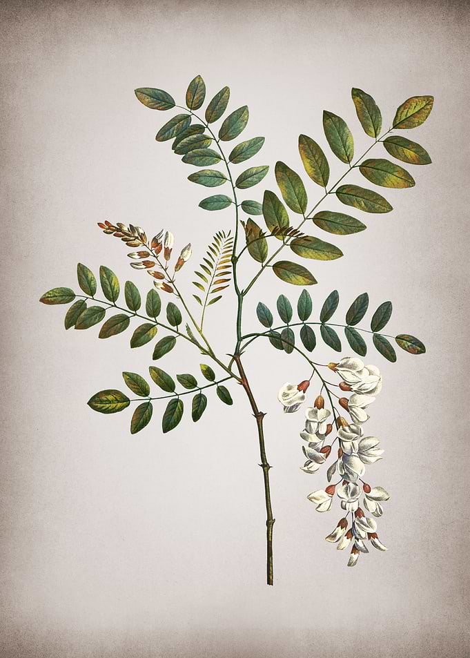 Vintage Acacia in Bloom