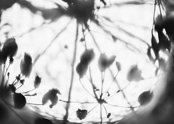 Dill