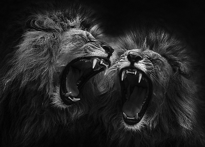 2 angry Lions heads art