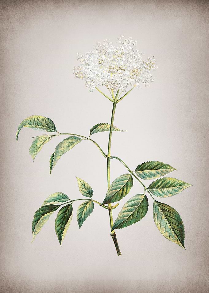 Vintage Elderflower Tree
