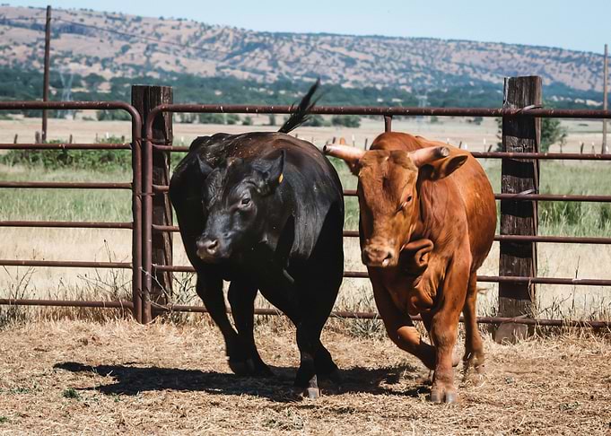 This Is America