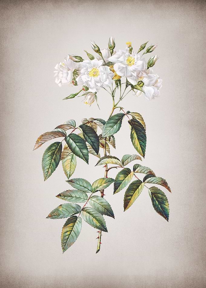 Vintage Musk Roses