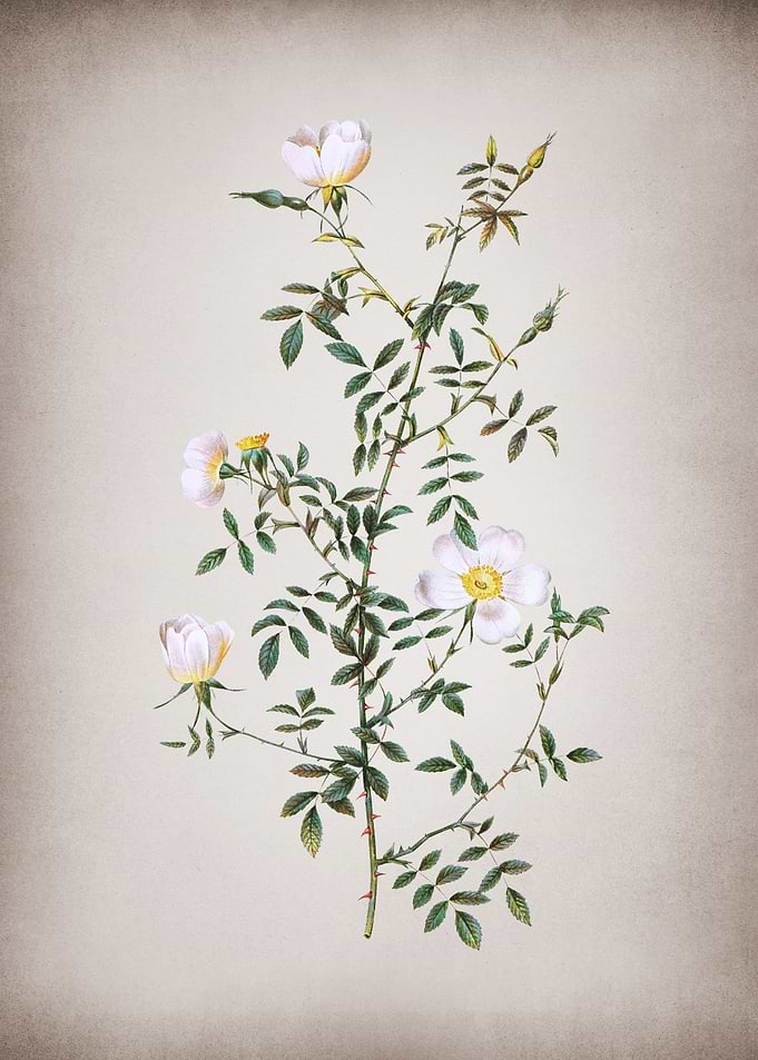 Vintage Hedge Rose