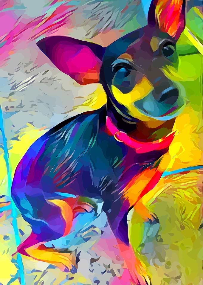 Pinscher Kira
