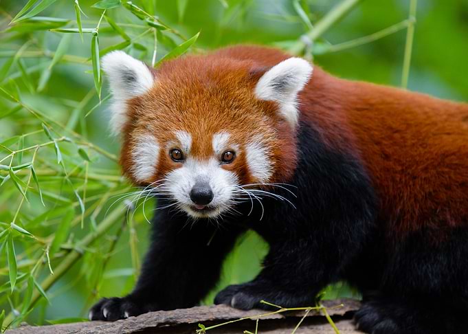 Red Panda