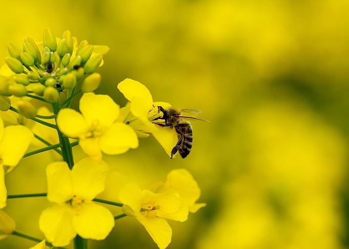 honeybee
