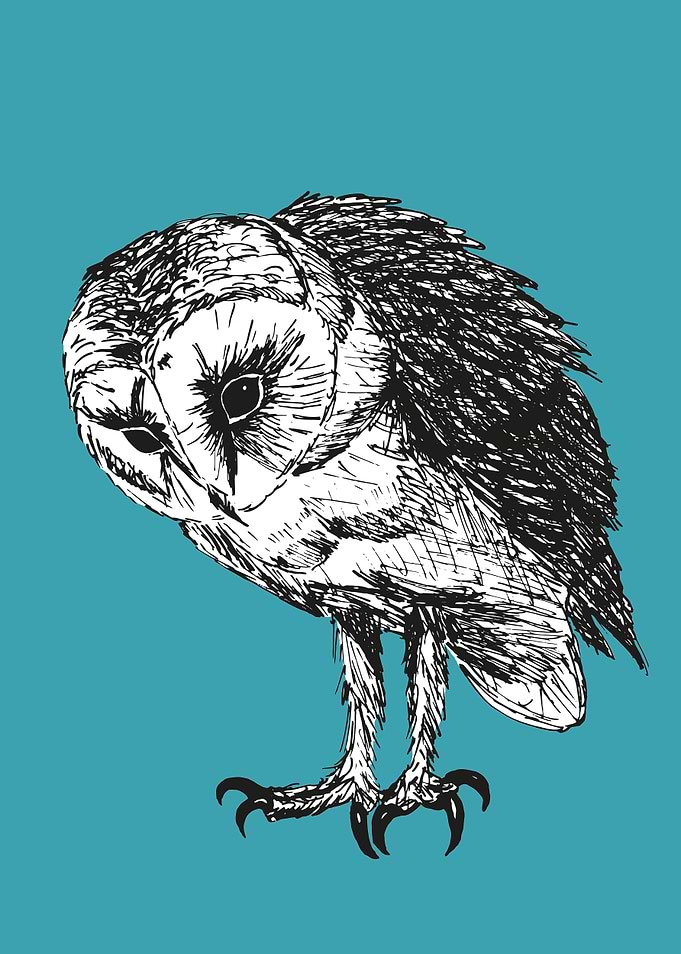 Barn owl pen drawing