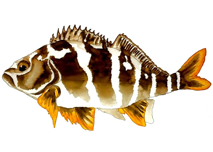 Chilean Fish