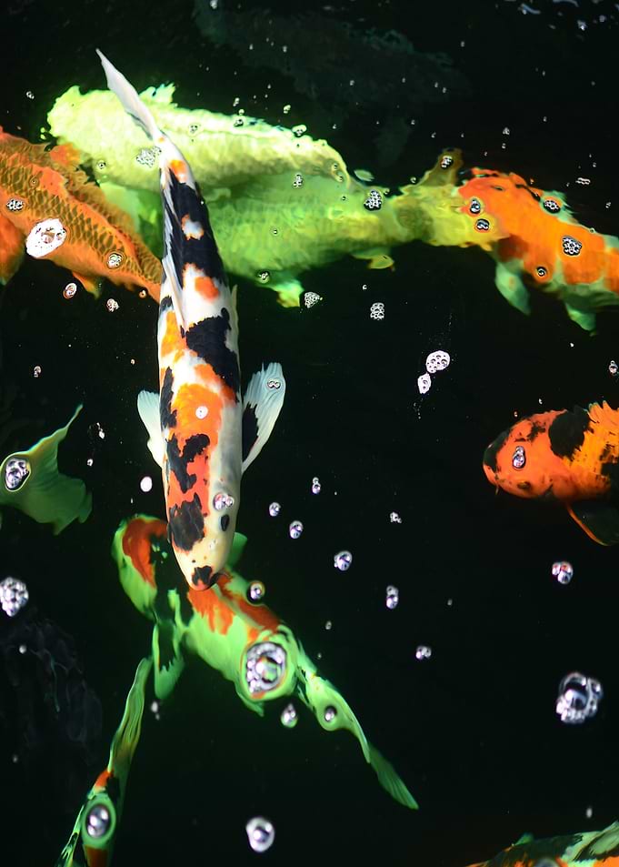 Carp Fish