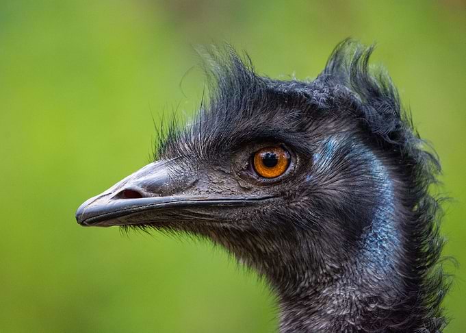 Emu