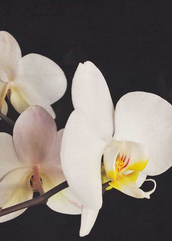 Black and White Orchid