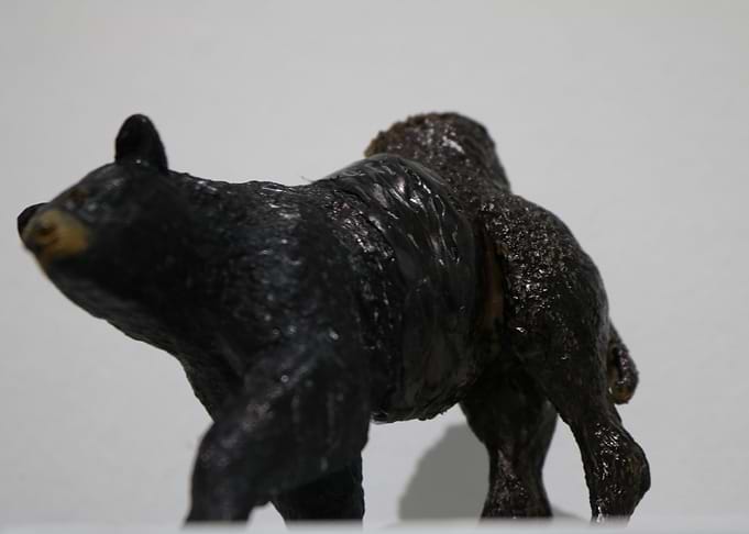 oso jorobado